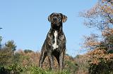 CANE CORSO 973